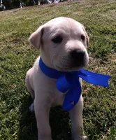 Kk, a male Labrador Retriever for sale in Chula Vista, CA – 4 of 5