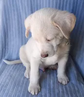 Blue, a male Labrador Retriever and Miniature Labradoodle for sale in Chula Vista, CA – Photo 4 of 9