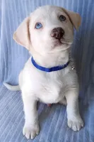 Blue, a male Labrador Retriever and Miniature Labradoodle for sale in Chula Vista, CA – Photo 1 of 9