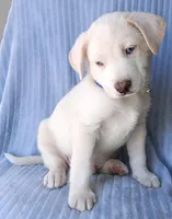 Blue, a male Labrador Retriever and Miniature Labradoodle for sale in Chula Vista, CA – Photo 5 of 9