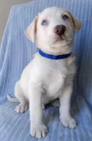 Blue, a male Labrador Retriever and Miniature Labradoodle for sale in Chula Vista, CA – Photo 2 of 9