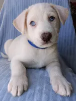 Blue, a male Labrador Retriever and Miniature Labradoodle for sale in Chula Vista, CA – Photo 6 of 9