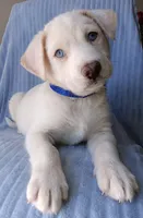 Blue, a male Labrador Retriever and Miniature Labradoodle for sale in Chula Vista, CA – Photo 9 of 9