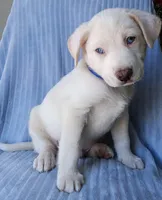 Blue, a male Labrador Retriever and Miniature Labradoodle for sale in Chula Vista, CA – Photo 8 of 9