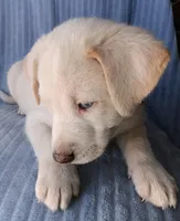Blue, a male Labrador Retriever and Miniature Labradoodle for sale in Chula Vista, CA – Photo 7 of 9