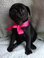 Bella, a female Pug for sale in Chula Vista, CA – 6 of 8