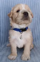 Lucas, a male Maltese and Poodle - Miniature  for sale in Chula Vista, CA – Photo 5 of 7