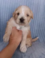 Lucas, a male Maltese and Poodle - Miniature  for sale in Chula Vista, CA – Photo 7 of 7
