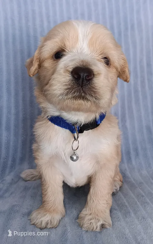 Lucas – Maltese, Poodle - Miniature  puppy for sale in Chula Vista, CA