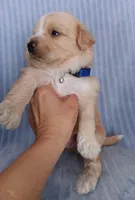 Lucas, a male Maltese and Poodle - Miniature  for sale in Chula Vista, CA – Photo 4 of 7