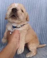 Lucas, a male Maltese and Poodle - Miniature  for sale in Chula Vista, CA – Photo 3 of 7