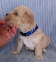 Lucas, a male Maltese and Poodle - Miniature  for sale in Chula Vista, CA – Photo 6 of 7