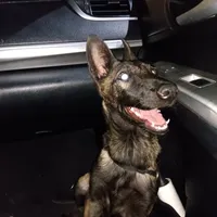 Lucy , a female Belgian Malinois for sale in Chula Vista, CA – 6 of 6