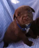 Bobby, a male Labrador Retriever for sale in Chula Vista, CA – 2 of 4