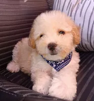 Max, a male Maltipoo for sale in Chula Vista, CA – 3 of 8