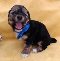 Tommy, a male Maltipoo for sale in Chula Vista, CA – 4 of 10