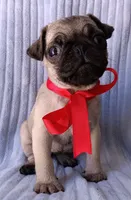 Ziva, a female Pug for sale in Chula Vista, CA – 2 of 9