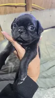 Bella, a female Pug for sale in Chula Vista, CA – 2 of 2