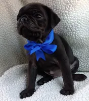 Peabody, a male Pug for sale in Chula Vista, CA – 6 of 10