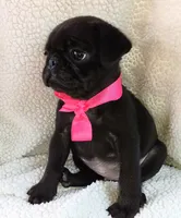 Bella, a female Pug for sale in Chula Vista, CA – 2 of 8