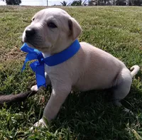 Kk, a male Labrador Retriever for sale in Chula Vista, CA – 5 of 5