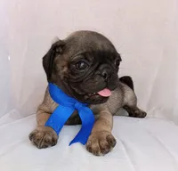 Bobby, a male Pug for sale in Chula Vista, CA – 5 of 6