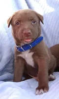 Bobby, a male Labrador Retriever for sale in Chula Vista, CA – 3 of 4