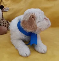 Charlie, a male Maltipoo for sale in Chula Vista, CA – 5 of 7