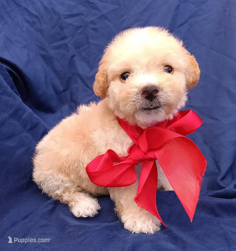 Tedsy – Maltipoo puppy for sale in Chula Vista, CA