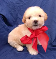 Tedsy, a male Maltipoo for sale in Chula Vista, CA – 1 of 10