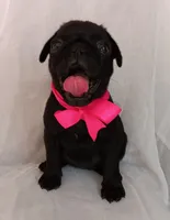 Happy, a female Pug for sale in Chula Vista, CA – 6 of 7