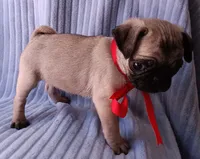 Ziva, a female Pug for sale in Chula Vista, CA – 3 of 9