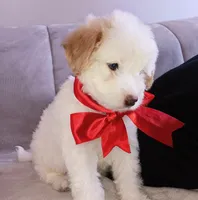 Teddy, a male Maltipoo for sale in Chula Vista, CA – 9 of 10