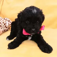 Charlotte , a female Maltipoo for sale in Chula Vista, CA – 3 of 7