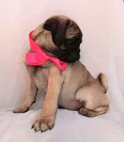 Roxanne , a female Pug for sale in Chula Vista, CA – 4 of 6