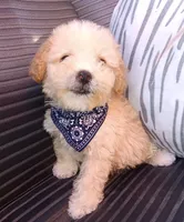 Max, a male Maltipoo for sale in Chula Vista, CA – 5 of 8