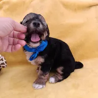 Tommy, a male Maltipoo for sale in Chula Vista, CA – 9 of 10