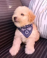 Max, a male Maltipoo for sale in Chula Vista, CA – 6 of 8