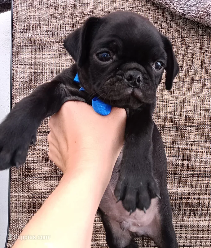 Chubby pugsie  – Pug puppy for sale in Chula Vista, CA