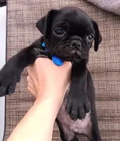 Chubby pugsie , a male Pug for sale in Chula Vista, CA – 1 of 8