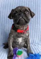 Pugsie, a male Pug for sale in Chula Vista, CA – Photo 5 of 8