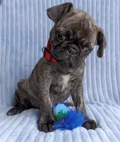 Pugsie, a male Pug for sale in Chula Vista, CA – Photo 3 of 8