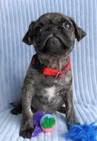 Pugsie, a male Pug for sale in Chula Vista, CA – Photo 6 of 8