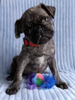 Pugsie, a male Pug for sale in Chula Vista, CA – Photo 2 of 8