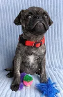 Pugsie, a male Pug for sale in Chula Vista, CA – Photo 7 of 8