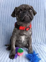Pugsie, a male Pug for sale in Chula Vista, CA – Photo 8 of 8