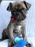 Pugsie, a male Pug for sale in Chula Vista, CA – Photo 1 of 8