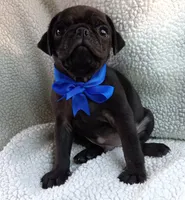 Peabody, a male Pug for sale in Chula Vista, CA – 3 of 10
