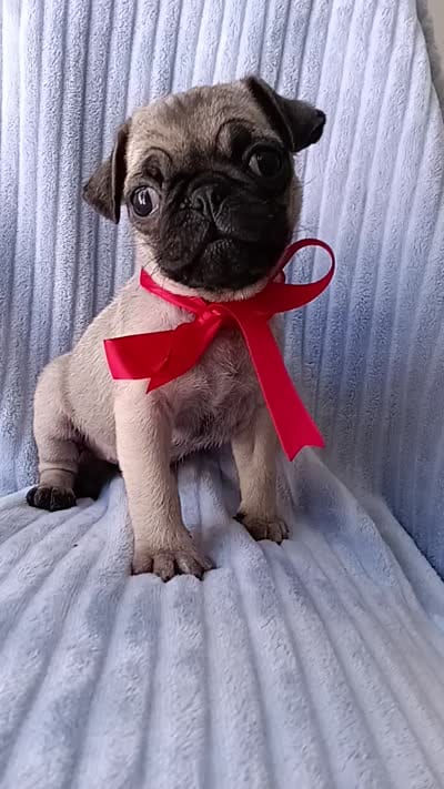 Ziva, a female Pug for sale in Chula Vista, CA – 8 of 9
