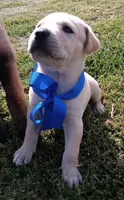 Kk, a male Labrador Retriever for sale in Chula Vista, CA – 3 of 5